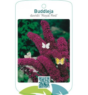 Buddleja davidii ‘Royal Red’