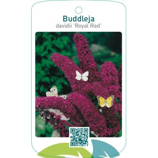 Buddleja davidii ‘Royal Red’