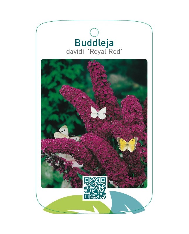 Buddleja davidii ‘Royal Red’