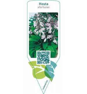 Etichette di Hosta xfortunei *