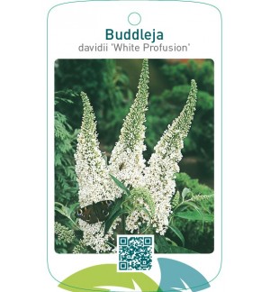 Buddleja davidii ‘White Profusion’