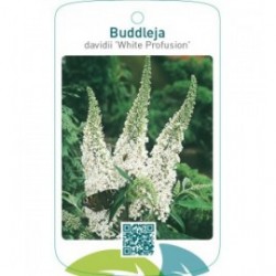 Buddleja davidii ‘White Profusion’