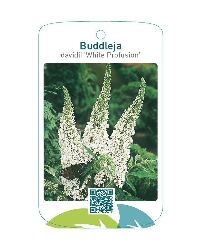 Buddleja davidii ‘White Profusion’