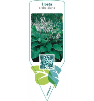 Etichette di Hosta sieboldiana *