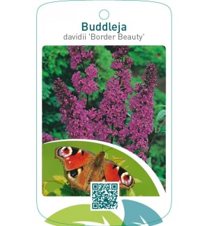 Buddleja davidii ‘Border Beauty’