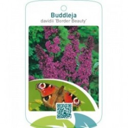 Buddleja davidii ‘Border Beauty’
