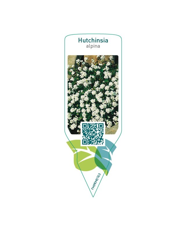 Hutchinsia alpina