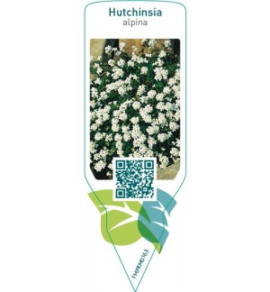 Etichette di Hutchinsia alpina *