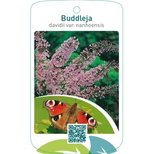 Buddleja davidii var. Nanhoensis