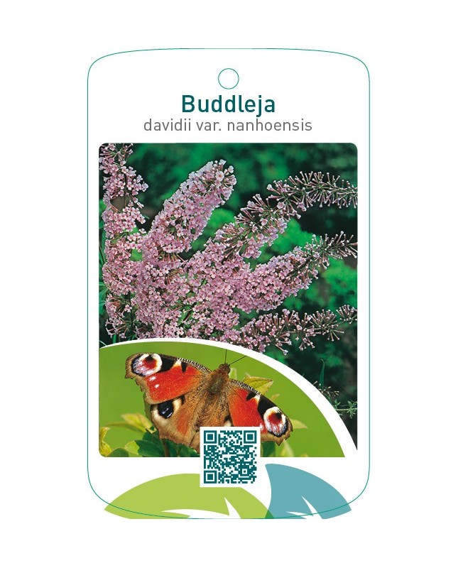 Buddleja davidii var. Nanhoensis