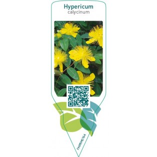 Hypericum calycinum