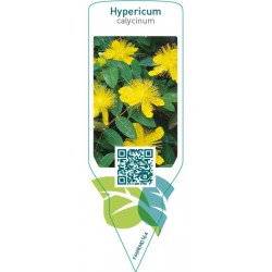 Hypericum calycinum