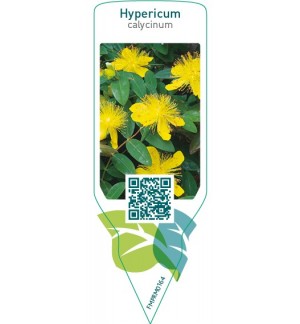 Etichette di Hypericum calycinum *