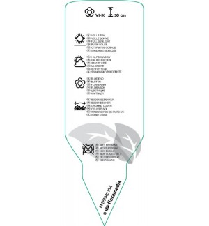 Etichette di Hypericum calycinum *