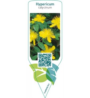 Etiquetas de Hypericum calycinum  *