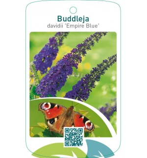 Buddleja davidii ‘Empire Blue’