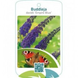 Buddleja davidii ‘Empire Blue’
