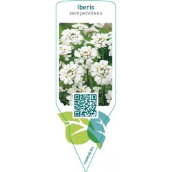 Iberis sempervirens  white