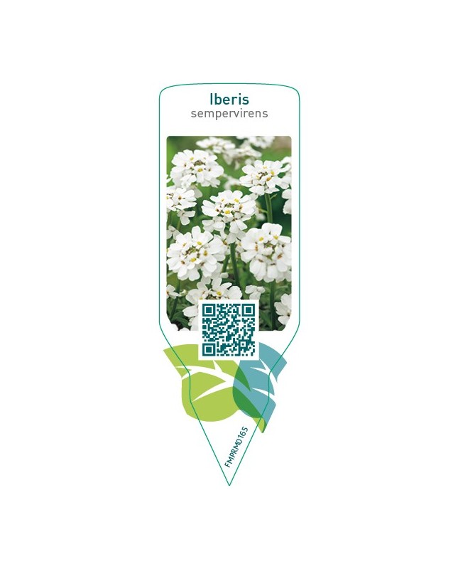 Iberis sempervirens  white