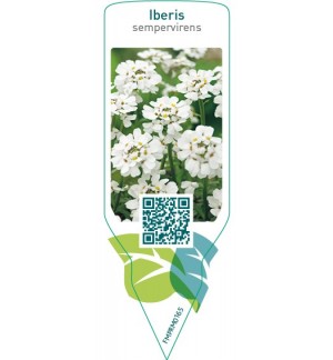 Etichette di Iberis sempervirens  white *