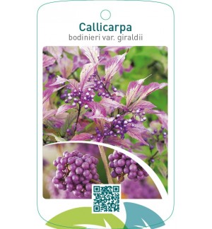 Callicarpa bodinieri var. Geraldii