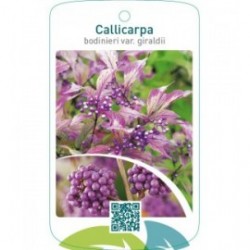 Callicarpa bodinieri var. Geraldii