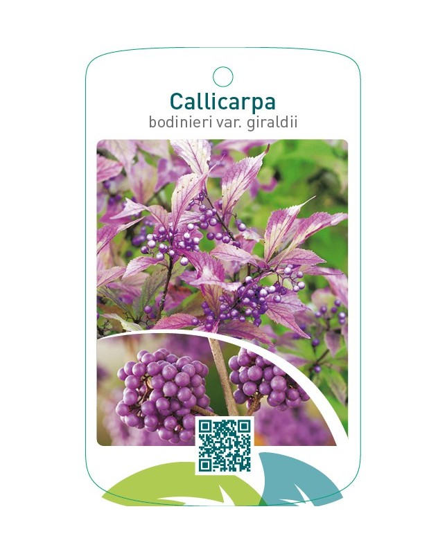 Callicarpa bodinieri var. Geraldii