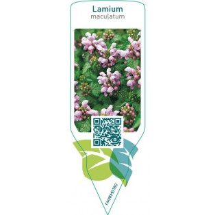 Lamium maculatum