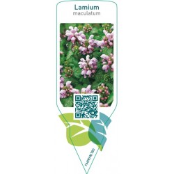 Lamium maculatum