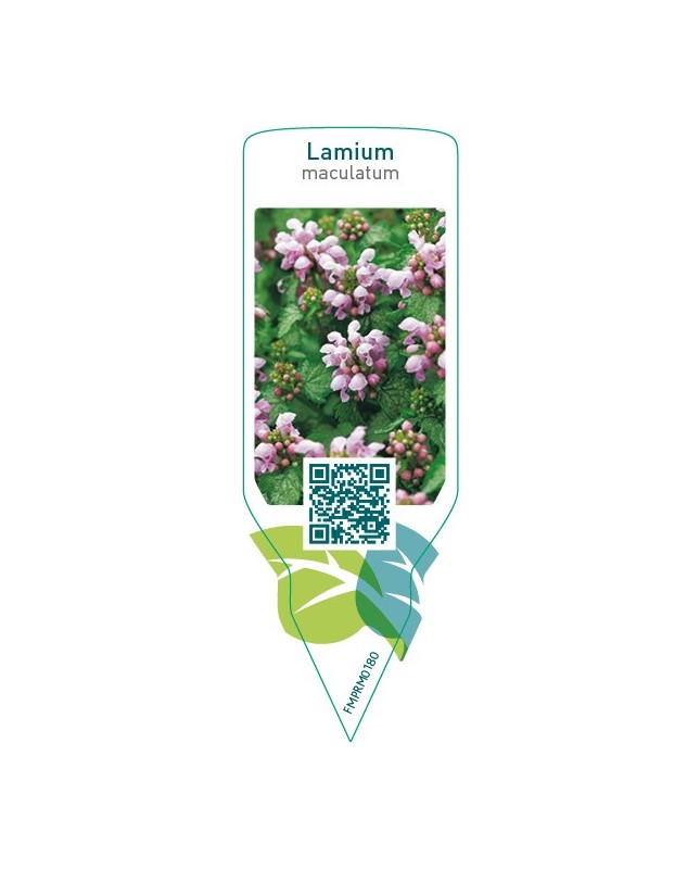 Lamium maculatum