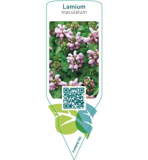 Etichette di Lamium maculatum *