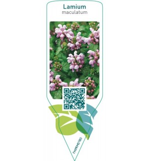 Etiquetas de Lamium maculatum  *