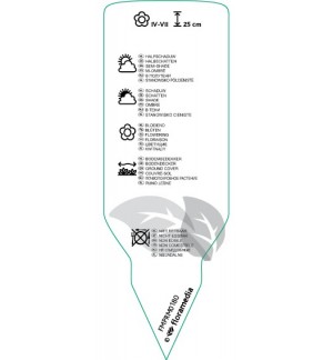 Etichette di Lamium maculatum *