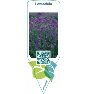 Lavandula