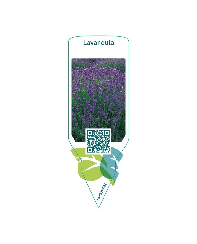 Lavandula