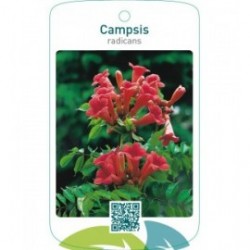 Campsis radicans