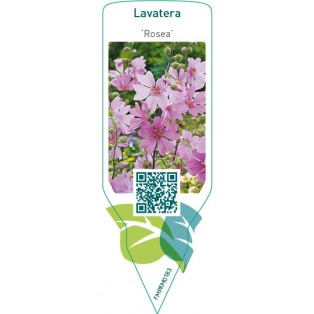 Lavatera ‘Rosea’