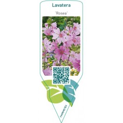 Lavatera ‘Rosea’