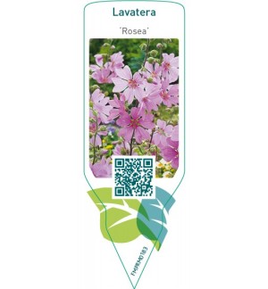 Etichette di Lavatera ‘Rosea’ *