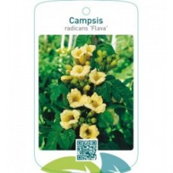 Campsis radicans ‘Flava’