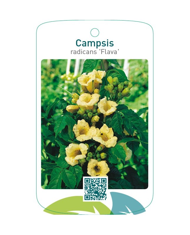 Campsis radicans ‘Flava’