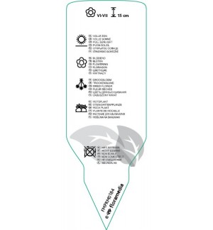 Etichette di Leontopodium alpinum *