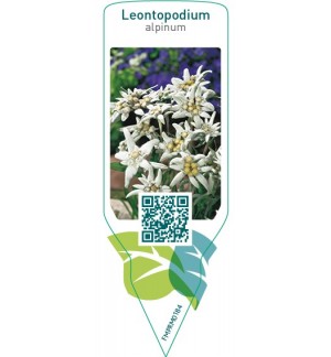 Etiquetas de Leontopodium alpinum *