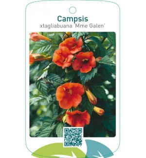 Campsis xtagliabuana ‘Mme Galen’