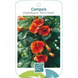 Campsis xtagliabuana ‘Mme Galen’