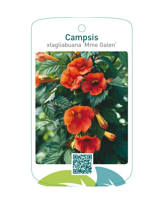 Campsis xtagliabuana ‘Mme Galen’