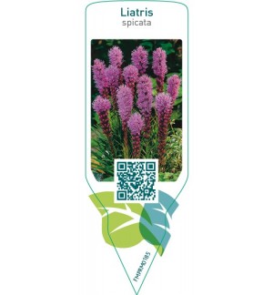 Liatris spicata