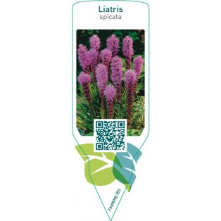 Liatris spicata