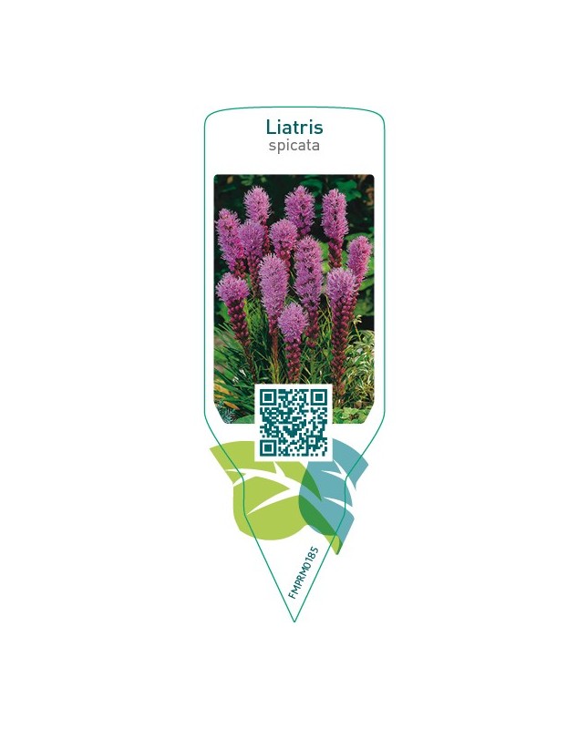 Liatris spicata