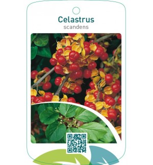 Celastrus scandens